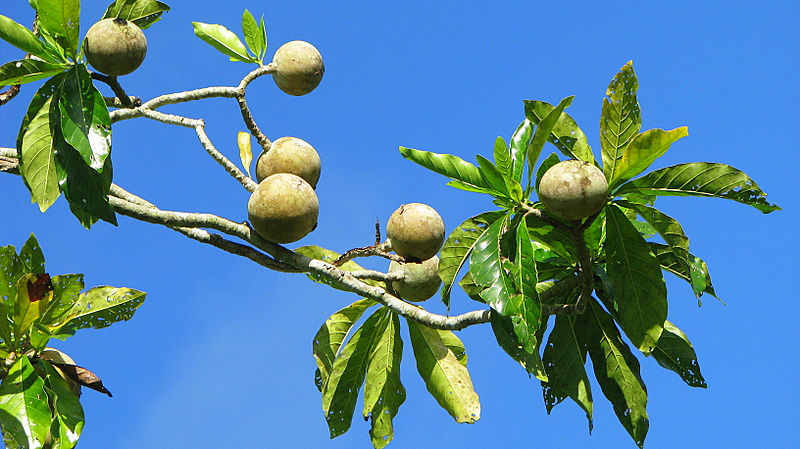 Les fruits de l'arbre à jagua